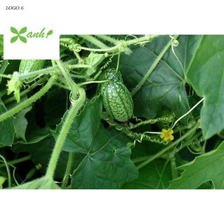 Hạt giống Dưa hấu tí hon (10 hạt)