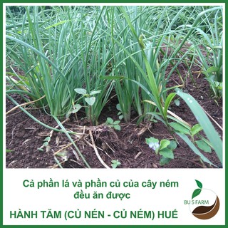 Củ Ném (Củ Nén - Hành Tăm - Hành Trắng) - Đặc sản Huế - Nhà trồng (500gr-1kg)