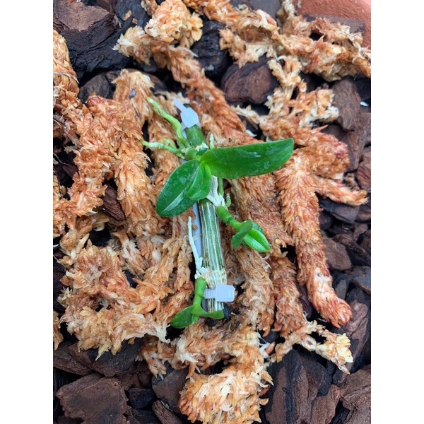 Rêu sâu Chile trồng lan LOẠI 1 SPHAGNUM MOSS