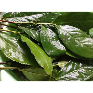 lá chè xanh tươi (1kg)