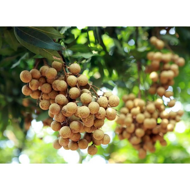 Cây Giống Nhãn Thái Ido Trồng Chậu_🌱🌳 Năng Suất Cao Quả Ngọt Hạt Nhỏ🌱🌳