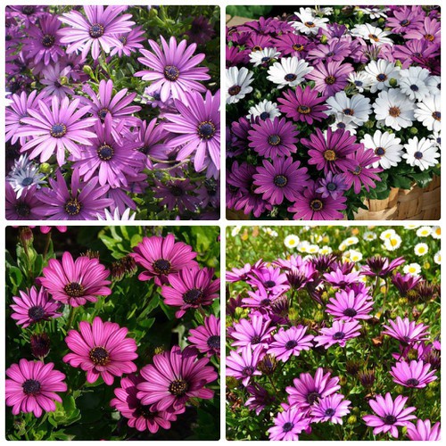 Hạt Giống Hoa Cúc Châu Phi F1 loại siêu dễ trồng dễ chăm sóc kháng sâu bệnh [ gói 50gram , 100gram, 200gram]