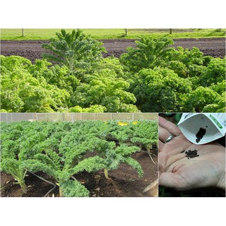 BỘ HẠT GIỐNG CẢI XOĂN KALE KHỔNG LỒ