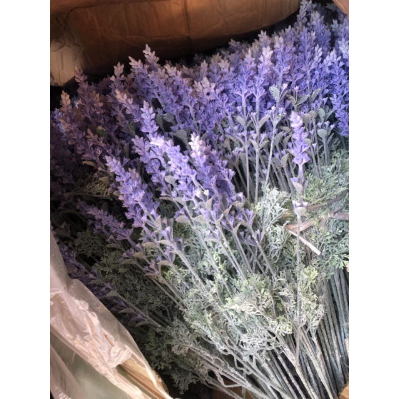 hoa giả - lavender ( oải hương)