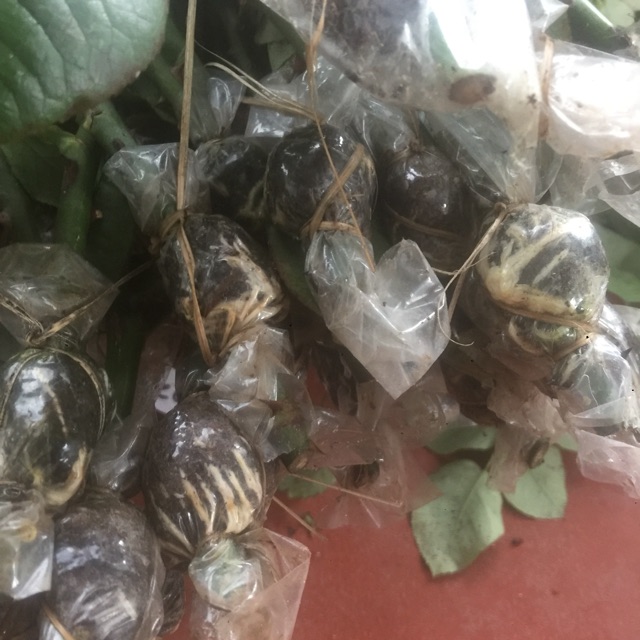 Cành chiết các loại hoa hồng