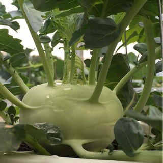 Hạt giống củ su hào xanh
