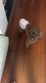 Bỉm (tã lót) cho cún (Cái & Đực) 🐶🐩