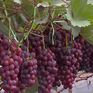 NHO HẠ ĐEN KHÔNG HẠT