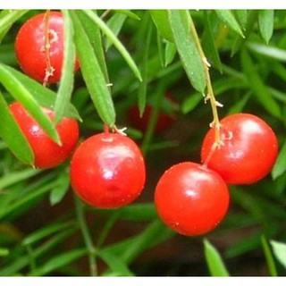 5 Hạt giống cây Tùng Đuôi Chồn (Trúc Thiên Môn)