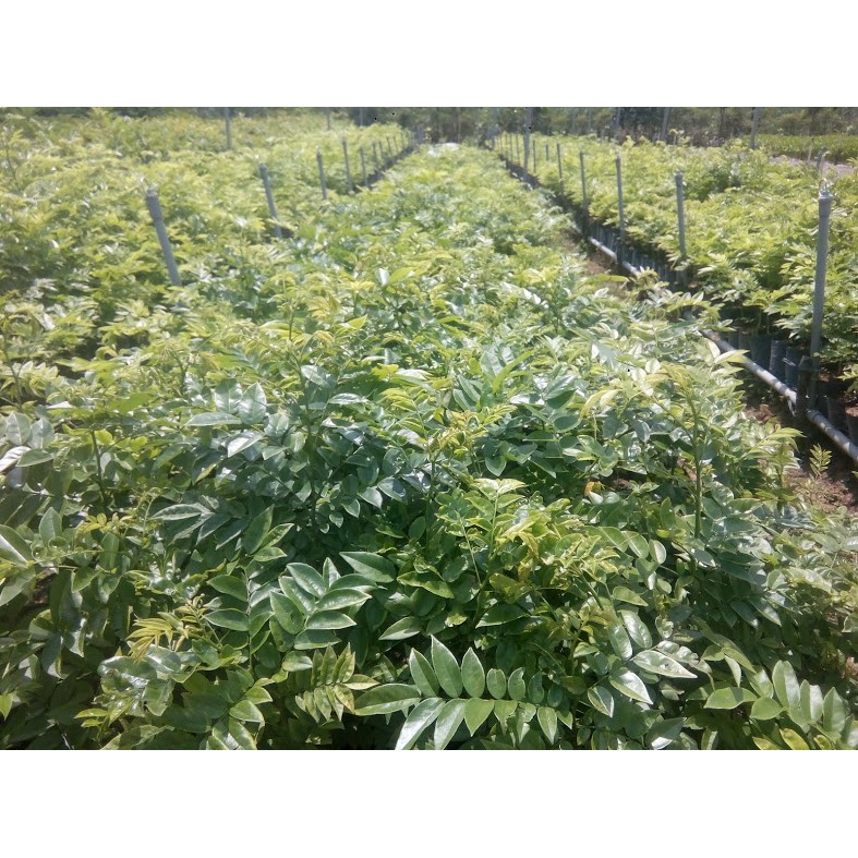 Cây sưa đỏ cao 60-80cm