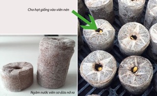 Sét 10. viên nén sơ dừa