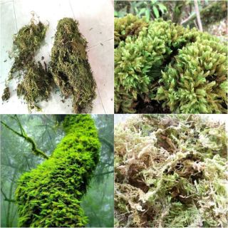 1 kg rêu rừng phơi khô trồng lan, trồng cây