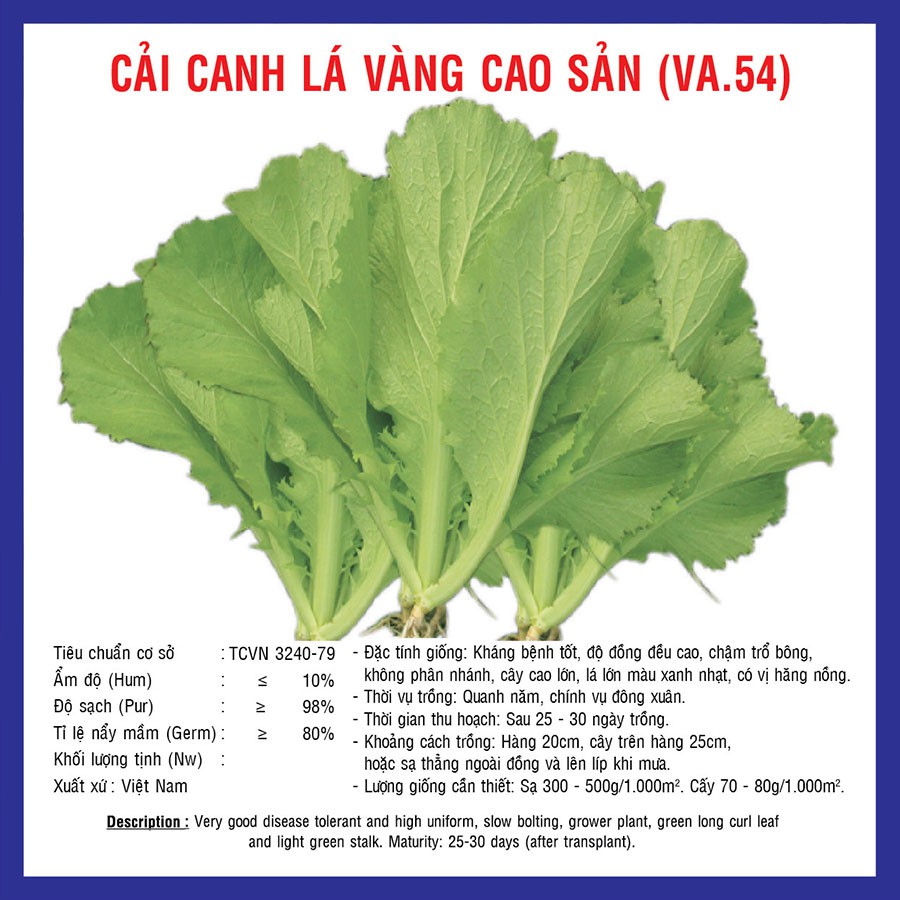 Hạt giống Cải Canh Lá Vàng Cao Sản (VA.54)
