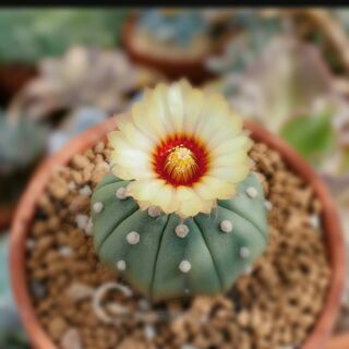 Xương rồng ASTER SIZE 3-5CM- RẤT DỄ RA HOA