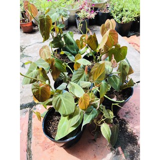 chậu nhựa Trầu micans