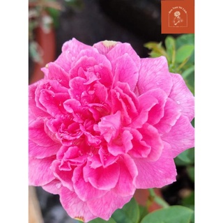 Hoa hồng leo Tường Vi cây Hồng Tường Vy có thể cho hoa nhiều, hoa to nhiều cánh, siêu thơm.-HoaTuoiMeLinh