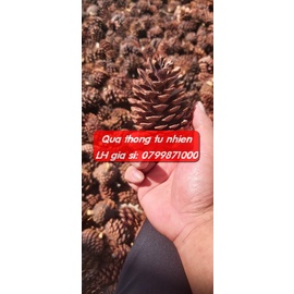 Trái Thông Tự nhiên