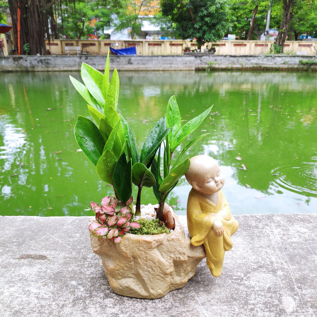 Cây Kim Tiền để bàn (cây Kim Phát Tài)
