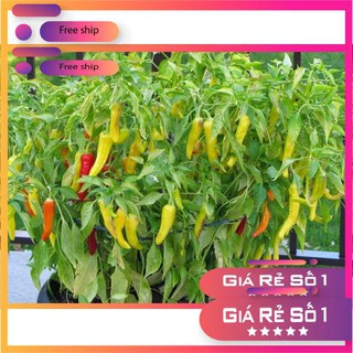 Hạt giống Ớt sừng vàng