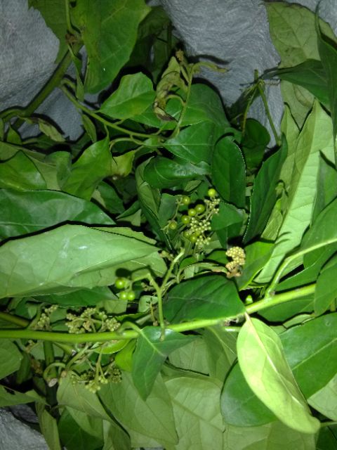 Lá xạ đen tươi - gói 1kg