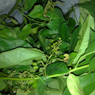 Cây xạ đen tươi - gói 1kg (freeship)