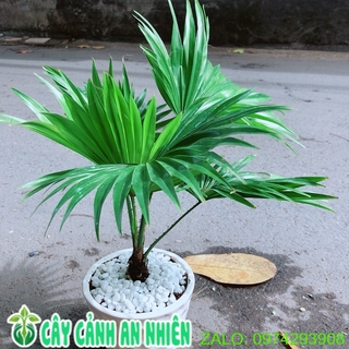 Chậu Cây Cọ Kiểng