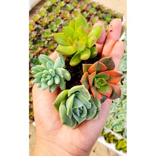 Combo 10 Cây Sen Đá Mini Đủ Loại Siêu Đẹp❤️❤️