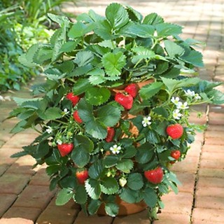 100 Hạt giống Dâu tây leo Đỏ