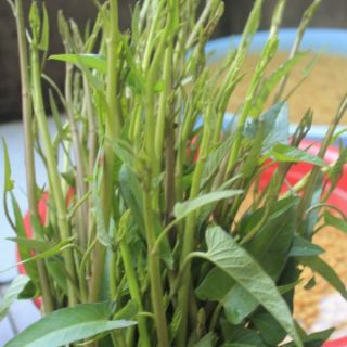 RAU MUỐNG ĐỒNG CỌNG TÍM VIỆT