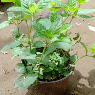 chậu Cây sương sáo giâm cành - cây thạch đen (chậu sum nhiều nhánh)