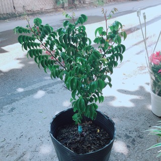 Cây Khế Cho Quả Nhiều