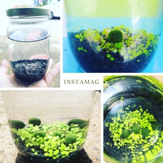 Combo hạt giống tai bèo