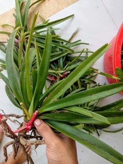 Lan đuôi chồn giống ( lan sóc ) - 1 cây