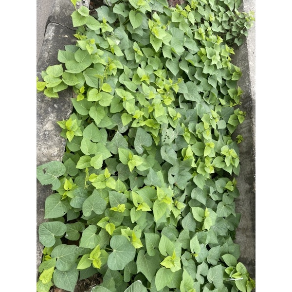 Dây khoai lang giống ăn ngọn và lá