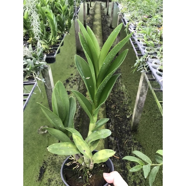 Hoa lan rồng xanh