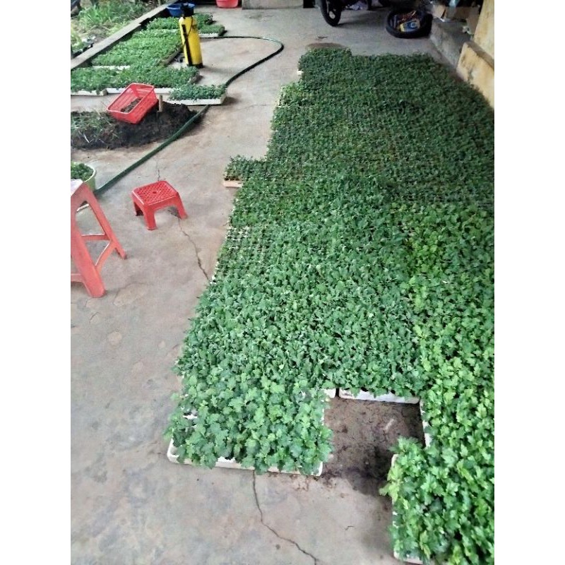 Cây cúc đại đóa