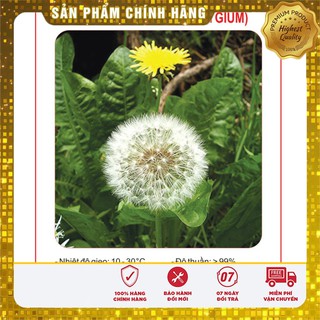 Hạt Giống Bồ Công Anh( 50 hạt)