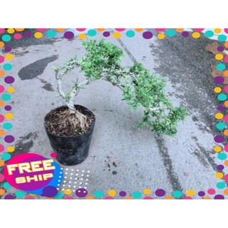 Linh Sam Bonsai