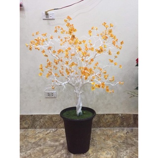 Hoa lụa - cây cảnh