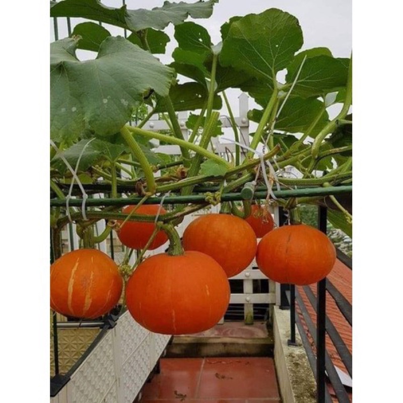 Hạt giống bí mặt trời siêu quả F1
