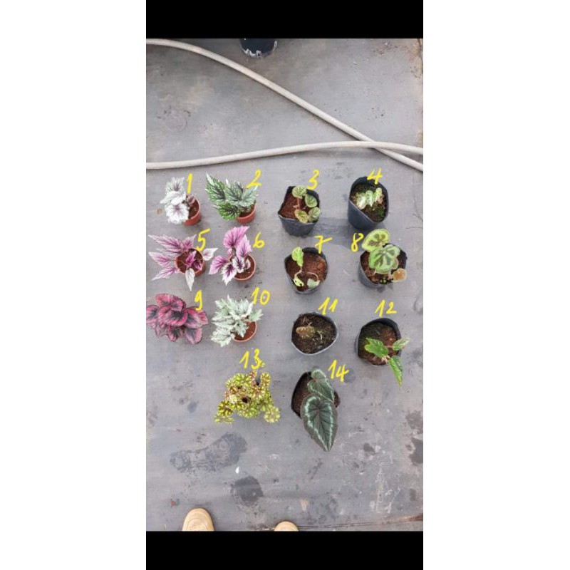 Cây thu hải đường ( Begonia)