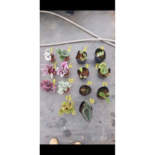 Cây thu hải đường ( Begonia)