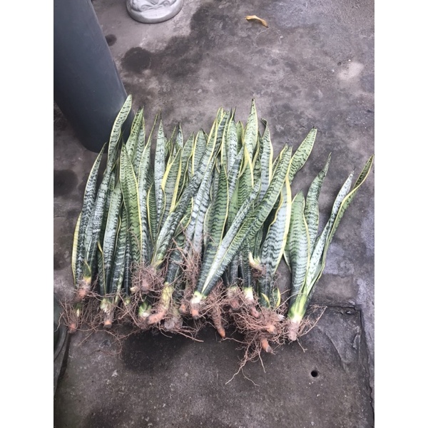 Cây lưỡi hổ viền vàng giá rẻ nhất hà nội
