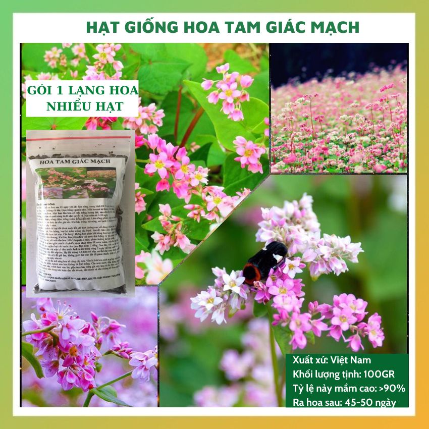 Hạt giống hoa tam giác mạch GÓI 1 LẠNG mix màu đẹp (đỏ, hồng, trắng) dễ trồng, chăm sóc tỷ lệ nảy mầm cao