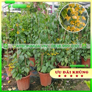 [Hoa đẹp ] Cây Lan Hoàng Dương Hoa Leo, chậu nâu, cây cao 1m, đang có hoa đẹp.