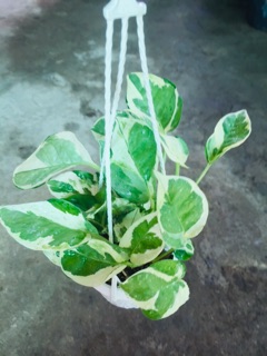 TRẦU BÀ CẨM THẠCH MINI