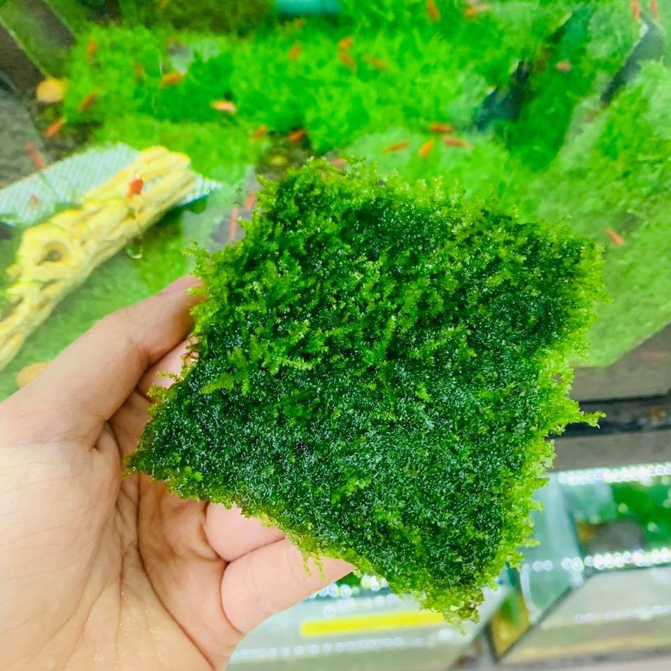 Rêu Mini Taiwan (Vỉ 9x9cm) - Rêu Taiwan Thuỷ Sinh | Dán Bonsai, Dán Lũa Bể Thủy Sinh