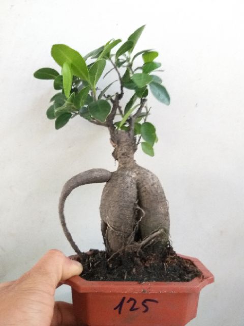 Cây Đa Nhân Sâm bonsai