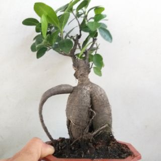 Cây Đa Nhân Sâm bonsai