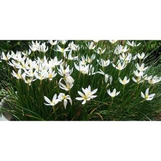 Huệ mưa trắng 20 củ